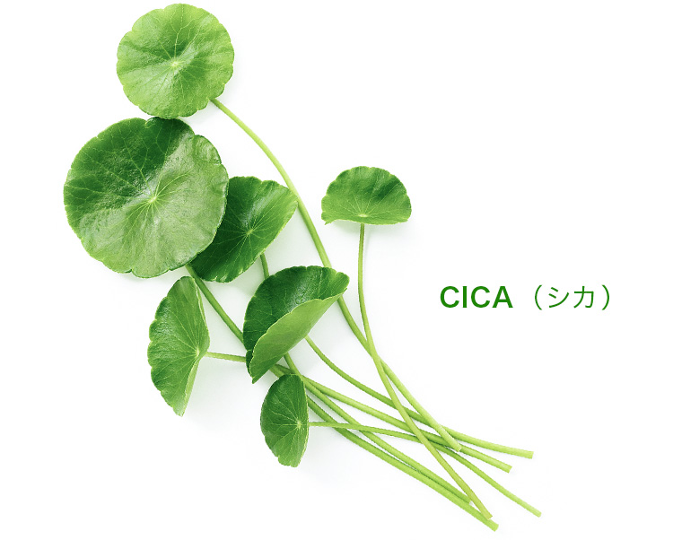 CICA（シカ）