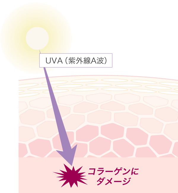 UVA（紫外線A波）がコラーゲンにダメージを