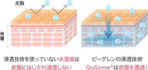 浸透する肌図