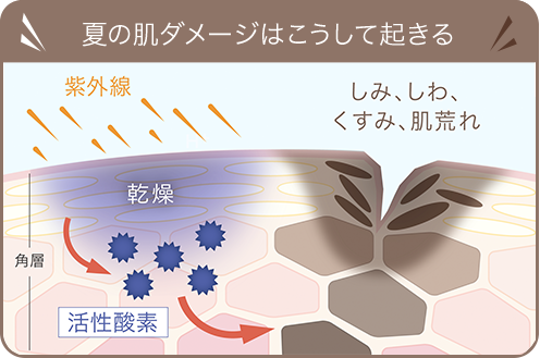 特別プレゼント｜リ・セットマスクHプラス | スキンケア化粧品