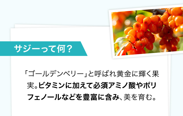 サジーって何？